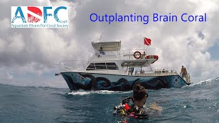 ADFC outplanting Brain Coral [upl. by Rennerb]