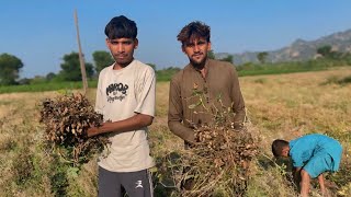 ￼ Mufaly Kaise Nikalte Hain 🥜😱 vlog gujarat [upl. by Adnema]