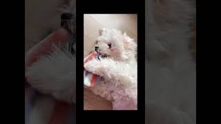 두부팔자가 상팔자 강아지 bichon bichonfrise 비숑 어쩌면빅숑 아마도빅숑 [upl. by Oiramej21]