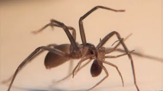 Brown Recluse Spider  Cannibalism and Pooping [upl. by Reyam512]