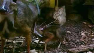 Java Mouse Deer feeding young [upl. by Tamah]