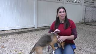 Teaching Puppies Not to Eat off of Dirt  Dog Training Tips [upl. by Idou80]