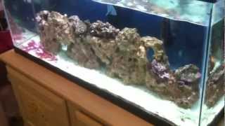 30 Gallon saltwater aquarium update New Bicolor Angelfish [upl. by Nylhtiak756]