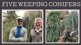 Five fabulous weeping conifers how to grow then and where to use them [upl. by Sairu437]