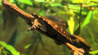 Long Necked Turtles [upl. by Megan]