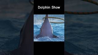 Dolphin Show animals show [upl. by Sana]