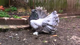 Indian fantail pigeons [upl. by Nauqram]