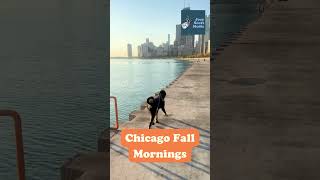 Chicago Fall Mornings  Lakeshore chicago chicagotravel chicagofall lakeshore bernedoodle [upl. by Enilada]