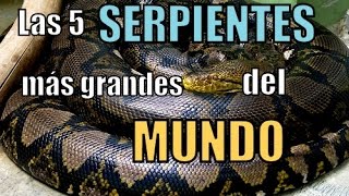 Las 5 SERPIENTES más GRANDES del mundo [upl. by Rodl]