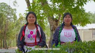 ORGANO JUVENTUD MIXTECO EL SON DE AMOLTEPEC [upl. by Cacka]