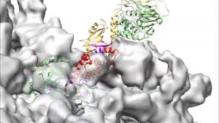 Structural insights into the human RyR2 Nterminal region involved in cardiac arrhythmias 2 [upl. by Burgess705]