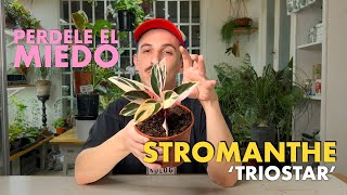 🌱 Cuidando Plantas Stromanthe triostar 🌱 Todas las claves para que no pare de crecer 💡 [upl. by Nnyltak581]