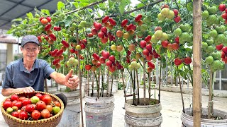 Growing Tomatoes Without Watering Doubling Yield And Harvesting Continuously [upl. by Dominik]