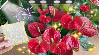 Just one slice of bread Makes Anthurium in the garden healthy and blooms abundantly [upl. by Spohr398]