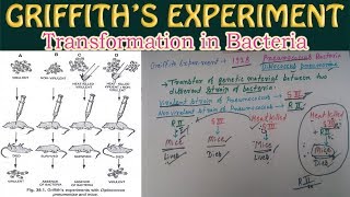 GriffithS Experiment Transformation in Bacteria [upl. by Anegroeg]