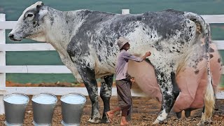 127 KG Dudh Dene Wali Girlando Nasl ki Gay Ke Bare Mein Maloomati Video [upl. by Schwinn488]