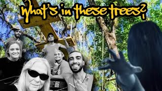 What’s In These Trees Paranormal Ghost brooksville haunted [upl. by Malissa]