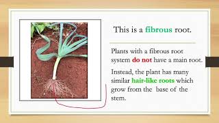 Digital Lesson 4 Types of roots [upl. by Emalee580]