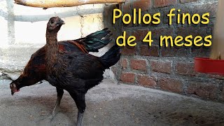 POLLOS FINOS DE 4 MESES pollos de combate AVES DE CORRAL [upl. by Linis]