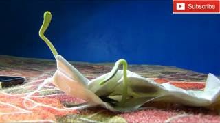 How To Grow Bottle Gourd From Seed How To Germinate Bottle Gourd seeds In HindiUrdu [upl. by Johm]