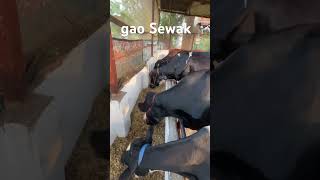 Uk dairy farm subscribe gao Sewakdairyfarm sorts viral ￼Sailesh Sukha chara viral ll￼￼￼￼ [upl. by Sarette]