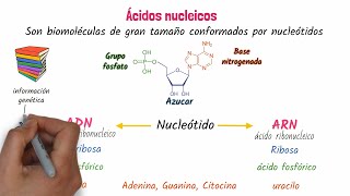 Ácidos nucleicos ADN y ARN [upl. by Letniuq]