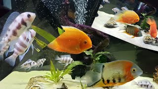 Severum amp frontosa fish tank Cichlid fish tankFreshwater fish tank [upl. by Atilek]