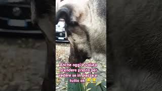 Lilli se non scende in piazza si offende 😂😂pets iscriviti al mio canale YouTube [upl. by Eirahcaz]