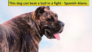 This Dog can beat a Bull in a fight  Spanish Alano [upl. by Anotyad222]