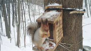 Белка кормушки кедровые орехи кушать Squirrel feeders pine nuts to eat [upl. by Etnoid]