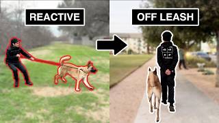 How I took this dog from REACTIVE to OFFLEASH My 4Step Process [upl. by Ylim]