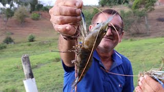 PESCARIA DE CAMARÃO GIGANTE DA MALÁSIA  RECEITA DE CALDINHO [upl. by Anires]