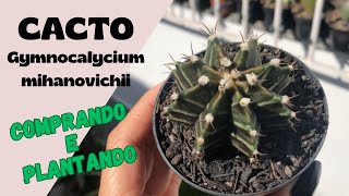 Cacto COLORIDO Gymnocalycium Mihanovichii Como plantar [upl. by Devlen406]