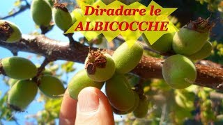 DIRADARE LE ALBICOCCHE [upl. by Atkins]