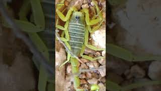 Deathstalker Scorpion facts informative comedyfilms animals funny tukkaprograme [upl. by Aivital]