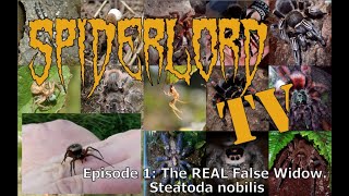 Spiderlord TV Episode 1 The REAL False Widow Forget the medias lies this is the TRUTH [upl. by Aiyn]