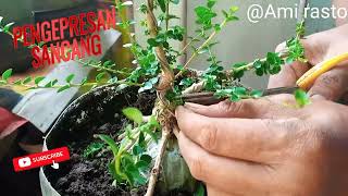 pengepresan percabangan pada bahan bonsai sancang [upl. by Aitenev]