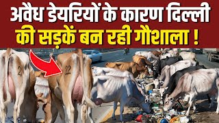 अवैध डेरियों के कारण सड़क पर बनी गौशाला  inderlok illegal dairy news  shastri nagar dairy news [upl. by Atikaj875]