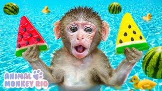 Macaco Rio faz Melancia com patinhos e vai nadar para a Piscina  Animal Monkey Rio [upl. by Cymbre]