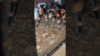 My Mexican Red Knee Tarantula is eating a cricket [upl. by Breger]