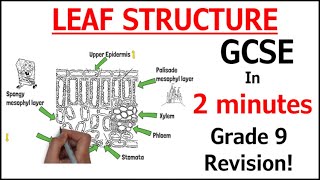 Leaf Structure  GCSE Biology in 2 Minutes [upl. by Ramahs]