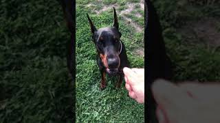 MiniaturePinscher minpin Dog Training of fortmyersk9 [upl. by Mycah]