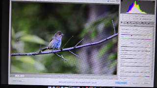 Nikon AFS 80400mm G and Editing Bird Photos [upl. by Nella974]