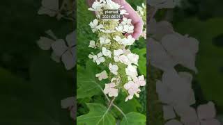 Oakleaf Hydrangea in bloom [upl. by Pembroke427]