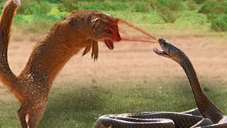 Mongoose vs King Cobra  Look What Happens When Mongoose Mercilessly Destroys King Cobra [upl. by Leber76]