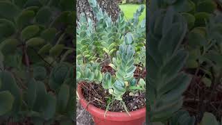 Kalanchoe marnieriana shortvideo cactuslovers plants [upl. by Oiramat]