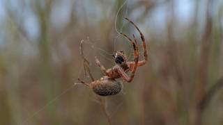 Spotted Orbweaver spider discards seed and harvests insects in web [upl. by Aicinad226]