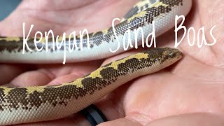 Species Spotlight  Kenyan Sand Boas [upl. by Iadam]