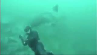 Diver lucky to escape great white shark attack [upl. by Malinde82]