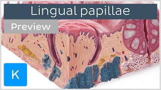 Lingual papillae of the tongue preview  Human Anatomy  Kenhub [upl. by Lamarre]